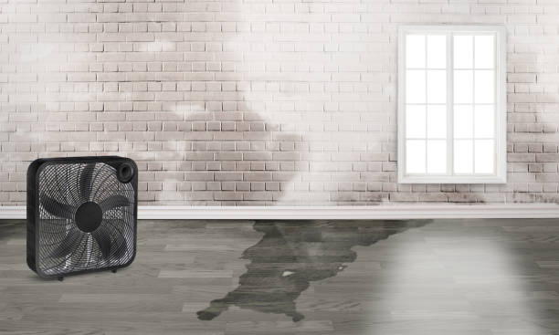 Best Mold removal after water damage  in Dunean, SC